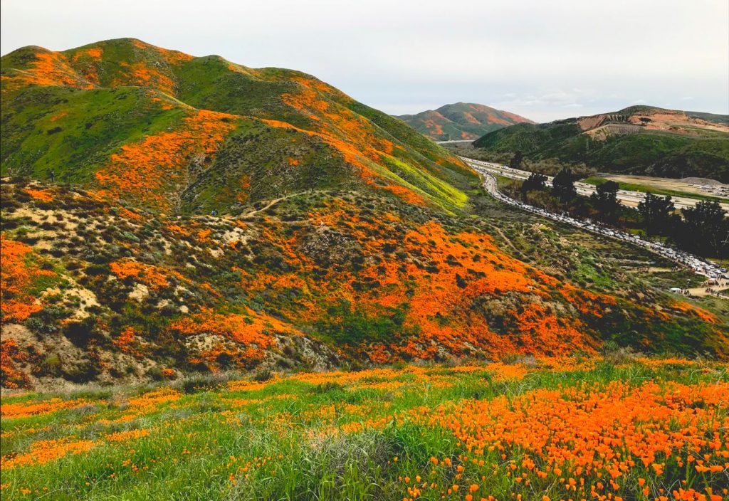 滿坑滿谷的橙色花海綻放！雨水充足加州罌粟（California Poppy）今年滿開，民眾賞花拍照趁現在！