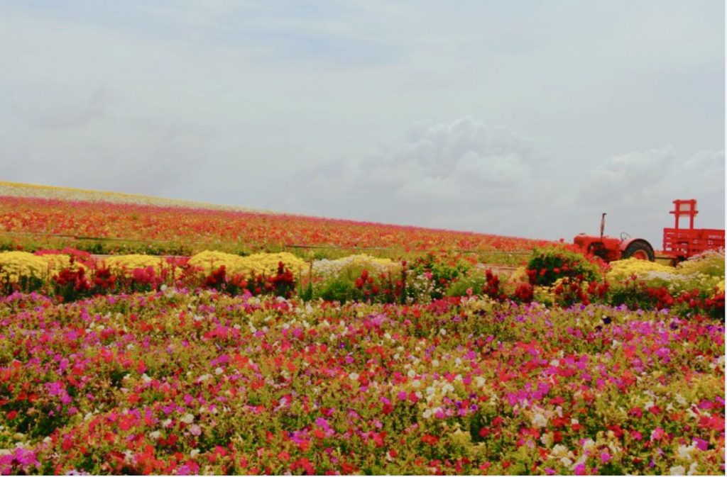 春日賞花趣！南加州最佳賞花地點之一 The Flower Field 繁花如錦，3月1日對外開放！