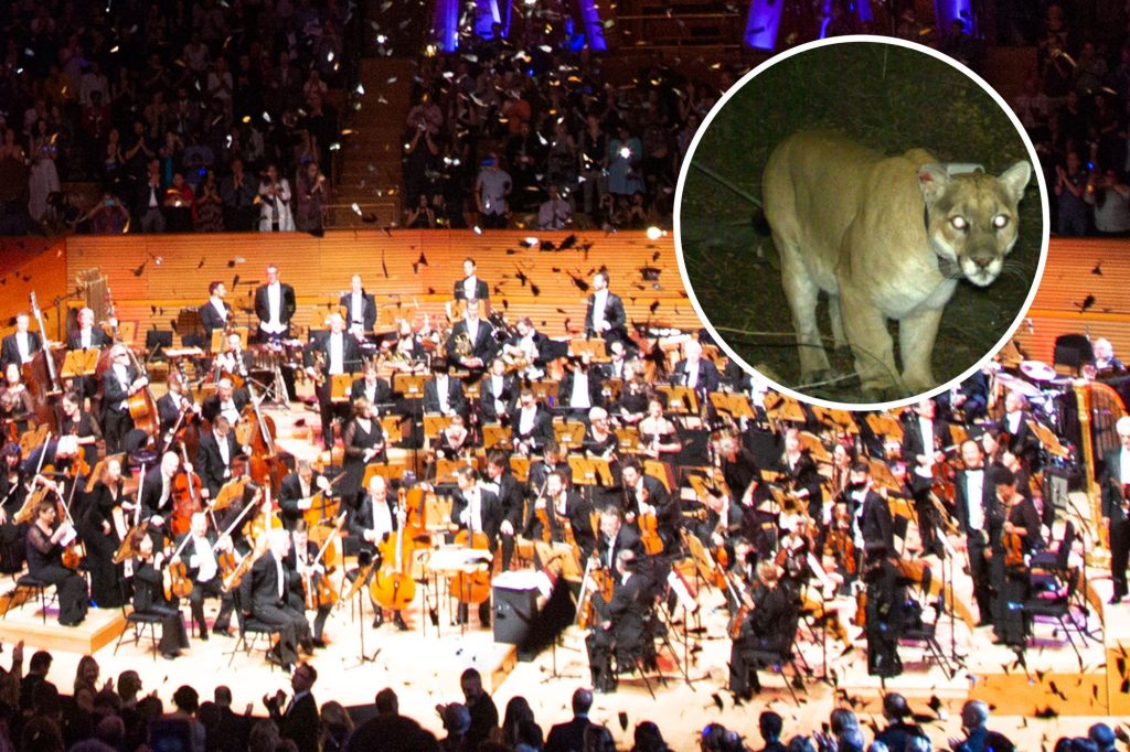 安息吧 P-22 美洲獅！洛杉磯交響樂團特地幫這隻大貓譜「安魂曲」，還要在 Hollywood Bowl 盛大演出！