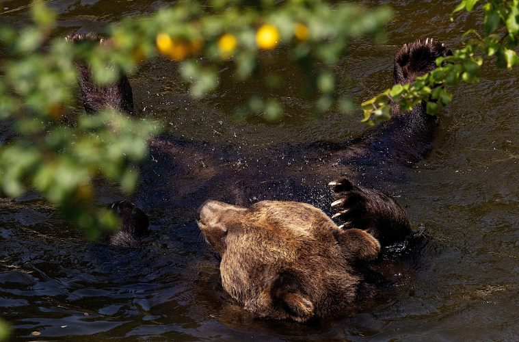 Bear seen swimming in California, 加州熊出沒