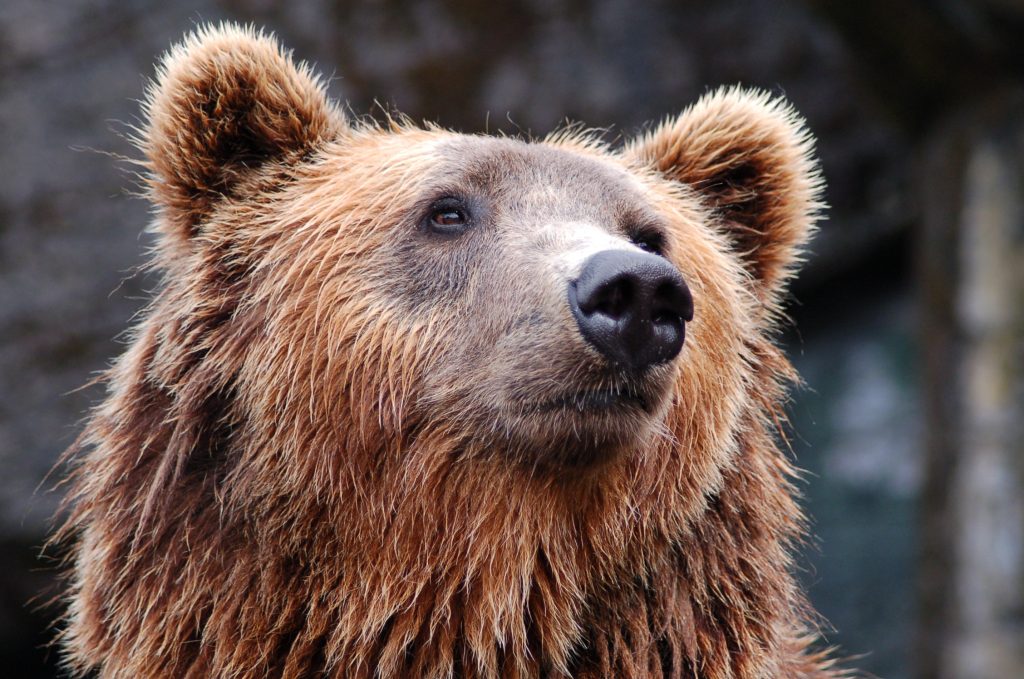 Bear encounter 遇到熊怎麼辦？