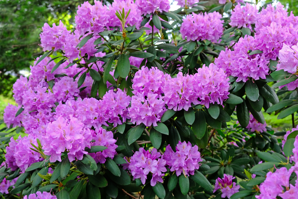 杜鵑花( Rhododendron)