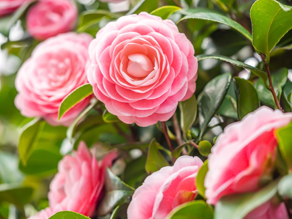山茶花 (Camellia)