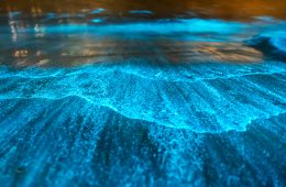 Bioluminescent waves hit Orange County