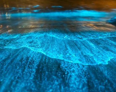 Bioluminescent waves hit Orange County