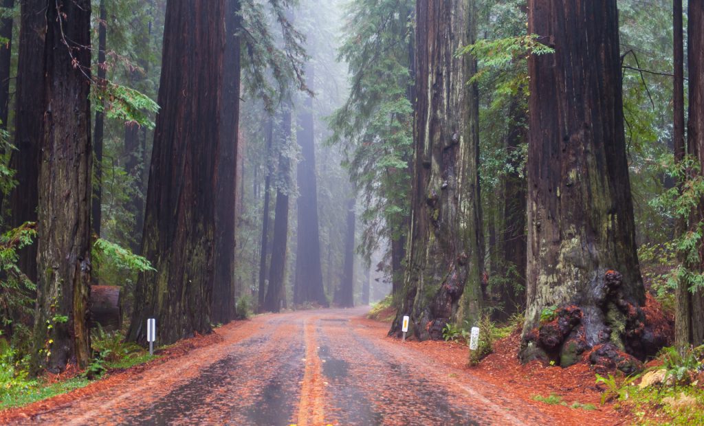 Humboldt Redwoods State Park